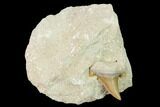 Otodus Shark Tooth Fossil in Rock - Eocene #135845-1
